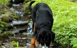 大瑞士山地犬感冒怎么办 大瑞士山地犬感冒治疗方法