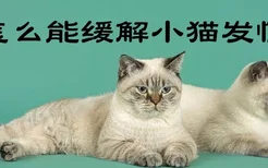 怎么能缓解小猫发情