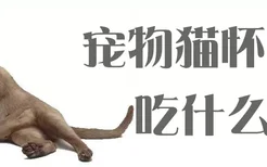 宠物猫怀孕吃什么