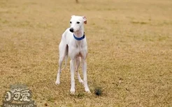 怎么禁止惠比特犬咬人 惠比特犬不咬人训练教程