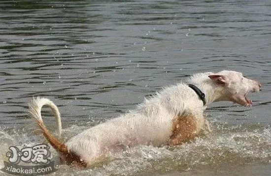 伊比赞猎犬怎么训练 伊比赞猎犬训练技巧1