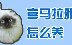 喜马拉雅猫怎么养