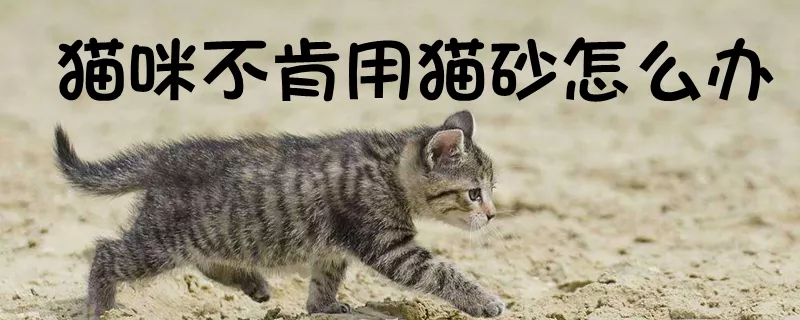 猫咪不肯用猫砂怎么办