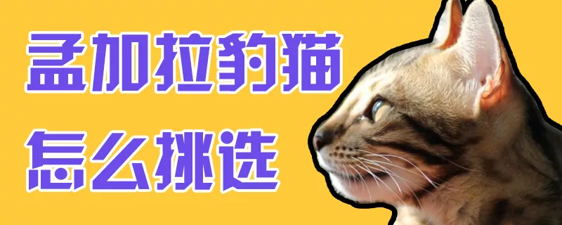 孟加拉豹猫怎么挑选