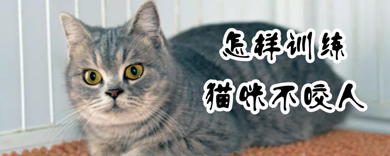 怎样训练猫咪不咬人