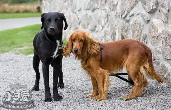 英国可卡犬怎么美容 英国可卡犬美容流程1