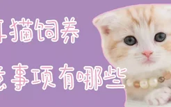 折耳猫饲养注意事项有哪些