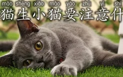 蓝猫生小猫要注意什么