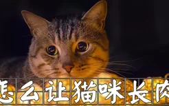 怎么让猫咪长肉