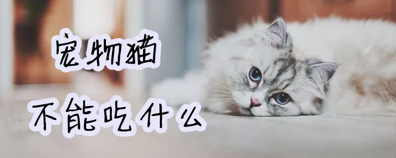 宠物猫不能吃什么