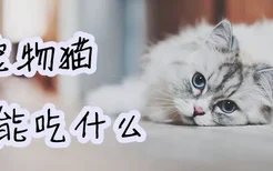 宠物猫不能吃什么