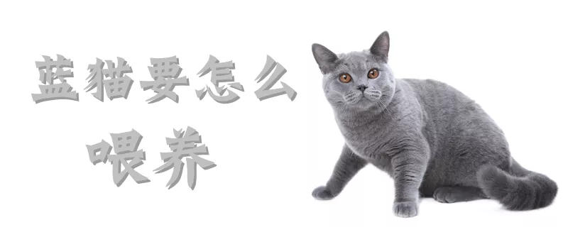 蓝猫要怎么喂养