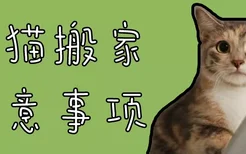 猫猫搬家注意事项