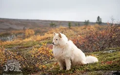 芬兰拉普猎犬咳嗽怎么办 芬兰拉普猎犬咳嗽原因分析