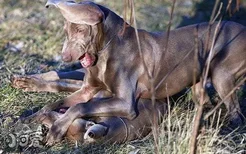 威玛猎犬怎么养 威玛猎犬喂养心得