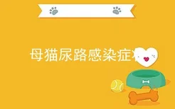 母猫尿路感染症状