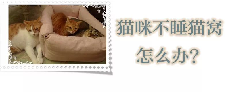 猫咪不睡猫窝怎么办