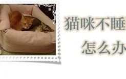 猫咪不睡猫窝怎么办