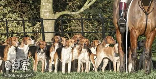 怎么训练英国猎狐犬小便 英国猎狐犬小便时间介绍