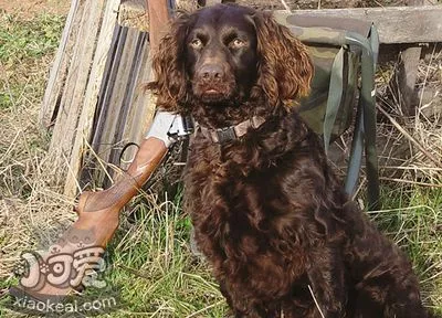 博伊金猎犬身上有虫怎么办 博伊金猎犬跳蚤消灭方法