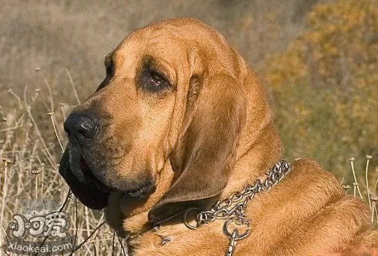 寻血猎犬洗澡要注意什么 寻血猎犬洗澡流程及注意要点1