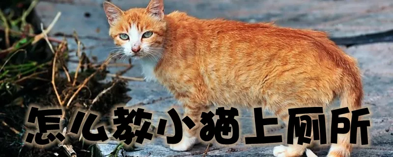 怎么教小猫上厕所