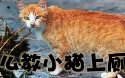 怎么教小猫上厕所