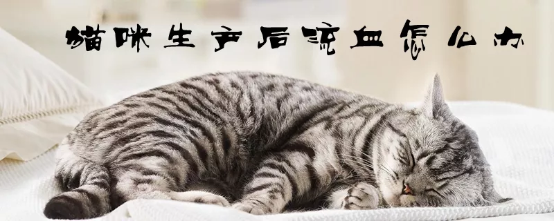 猫咪生产后流血怎么办