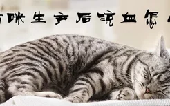 猫咪生产后流血怎么办