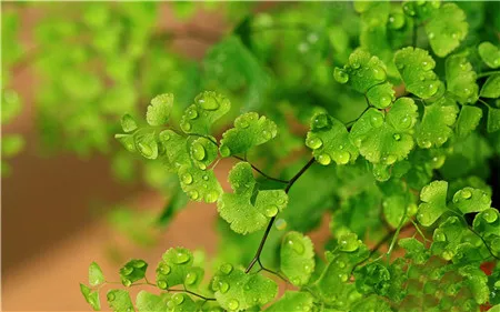 水仙什么时候种植过年开花