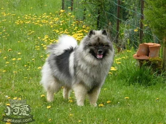 荷兰毛狮犬怎么训练 荷兰毛狮犬训练技巧