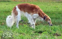 苏俄猎狼犬患皮肤病怎么办 皮肤病治疗方案