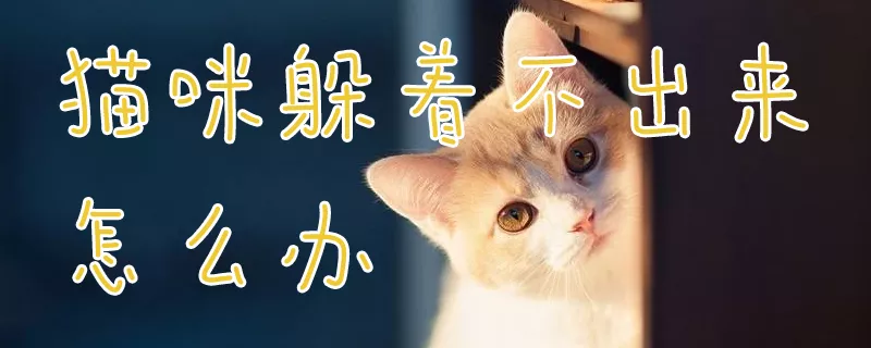 猫咪躲着不出来怎么办