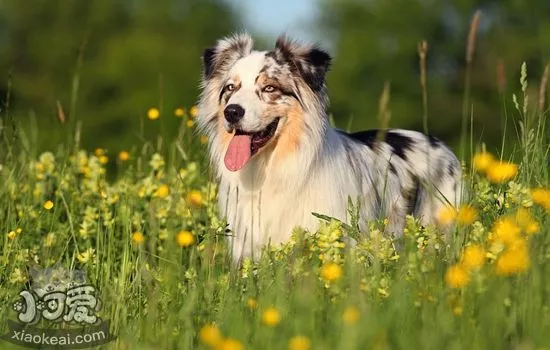 澳洲牧羊犬好养吗 澳大利亚牧羊犬饲养要点