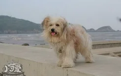 拉萨犬怎么训练握手 拉萨犬握手训练技巧