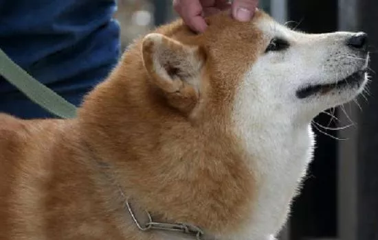 狗吃豆芽吗 中毒可不是小事哦！狗吃豆芽吗