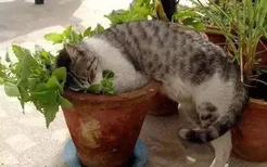 猫喜欢吃什么零食 当然首选猫界毒品猫薄荷