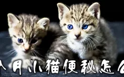 八个月小猫便秘怎么办