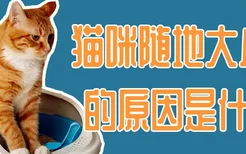 猫咪随地大小便的原因是什么