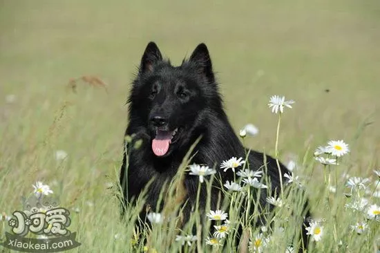 西帕基犬耳朵怎么清洁 西帕基犬耳朵清洁护理方法1