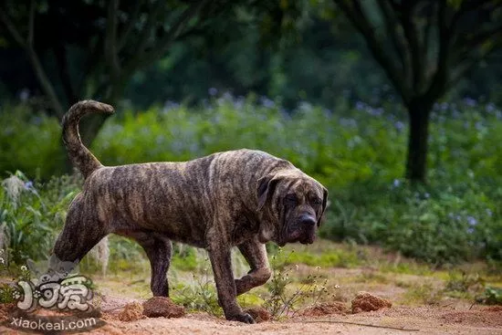 加纳利犬不能吃哪些水果 西班牙加纳利犬不能吃的水果大全1