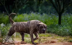 加纳利犬不能吃哪些水果 西班牙加纳利犬不能吃的水果大全