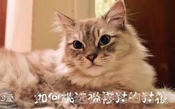 如何挑选褴褛猫的猫粮