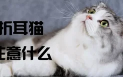 养折耳猫要注意什么