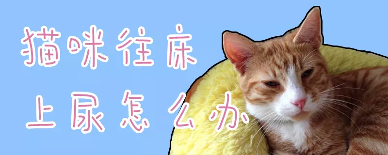 猫咪往床上尿怎么办