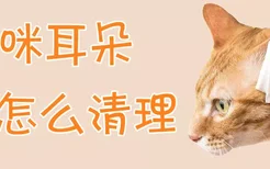 猫咪耳朵怎么清理