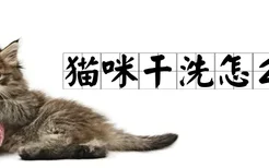 猫咪干洗怎么洗