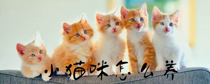 小猫咪怎么养