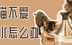 猫猫不爱喝水怎么办