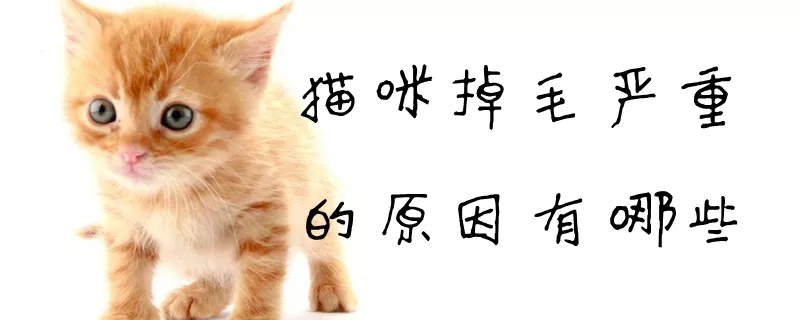 猫咪掉毛严重的原因有哪些